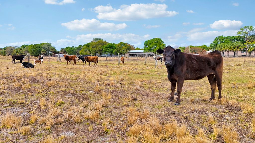 Photo of Tbd S Brocksmith Road, Fort Pierce, FL 34945 (MLS # R11165669)