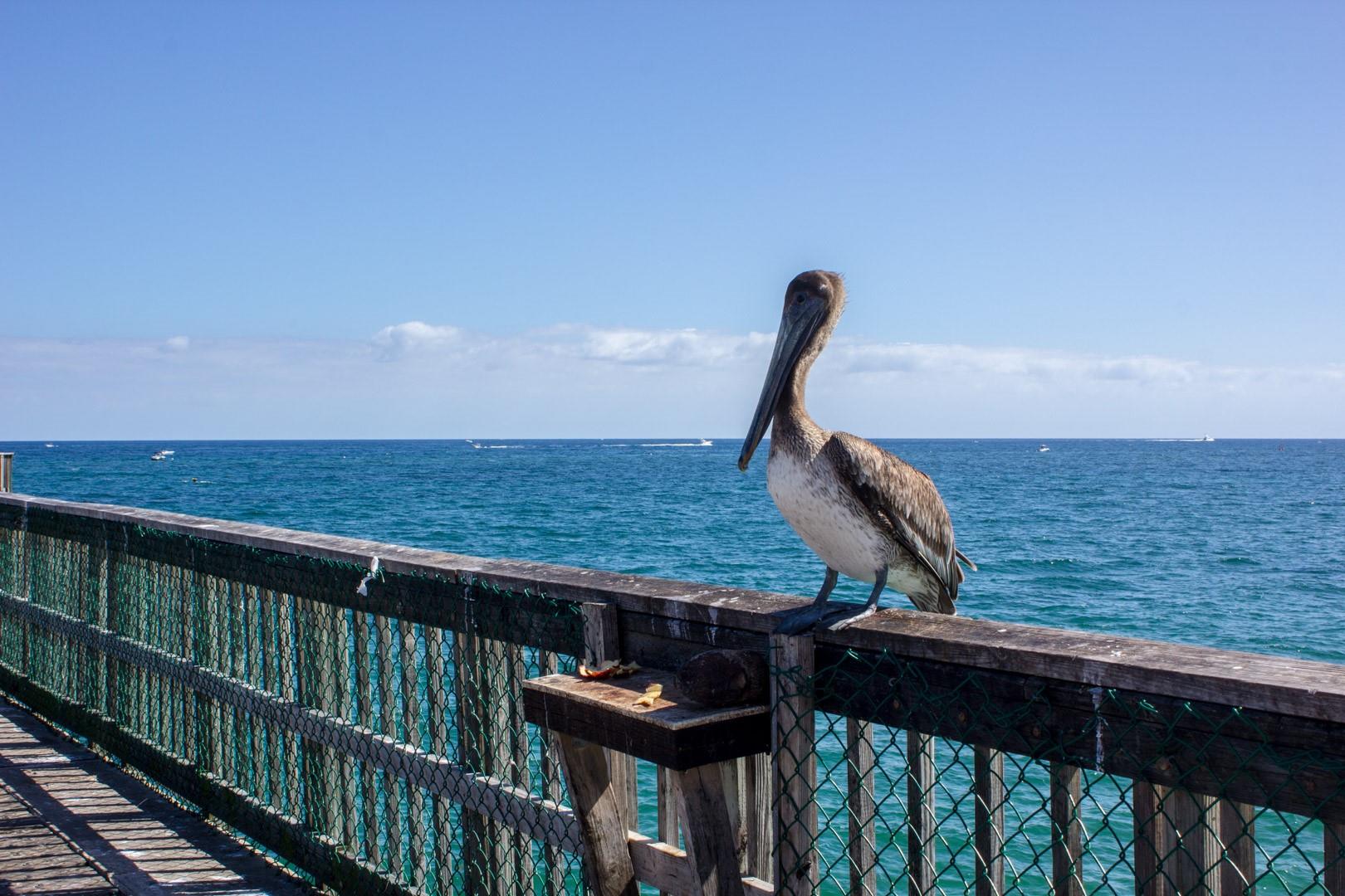 Renaissance II - Residential