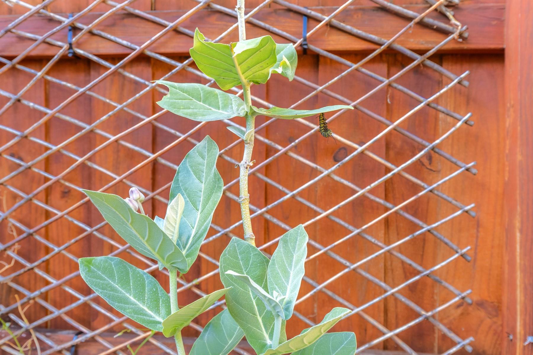 Wilton Pines Townhomes - Residential