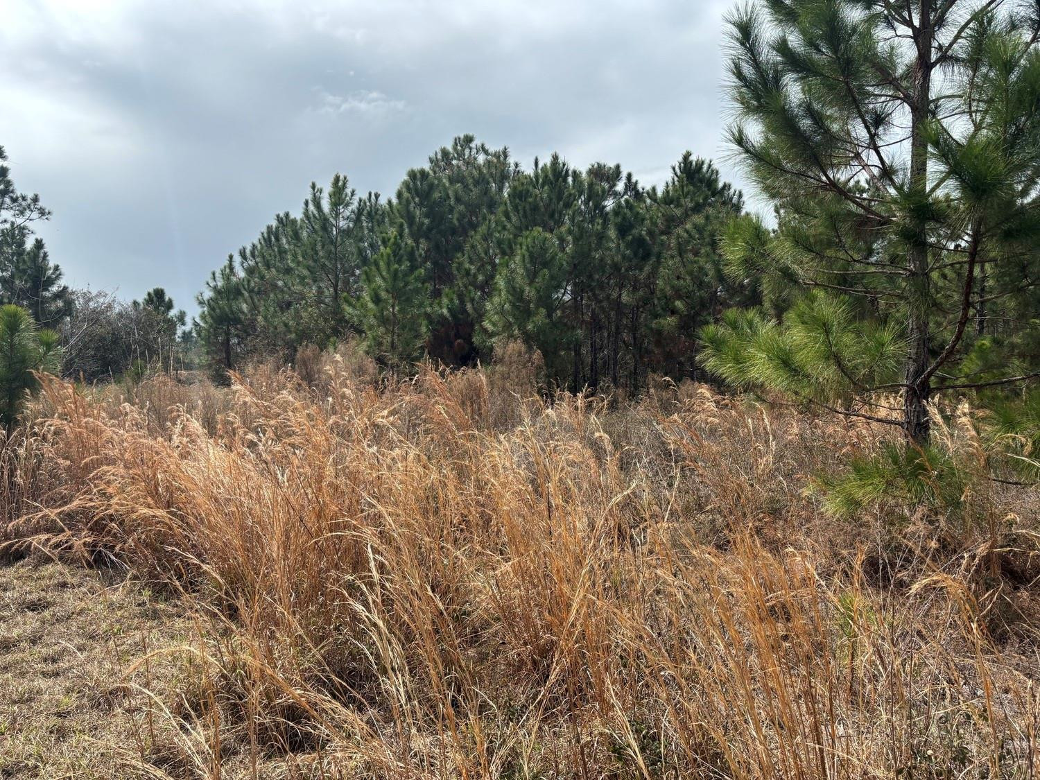 Opp7 Orlando Pines - Land