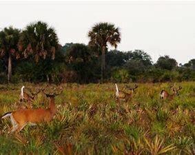 SOUTHERN COLONIZATION CO - Land