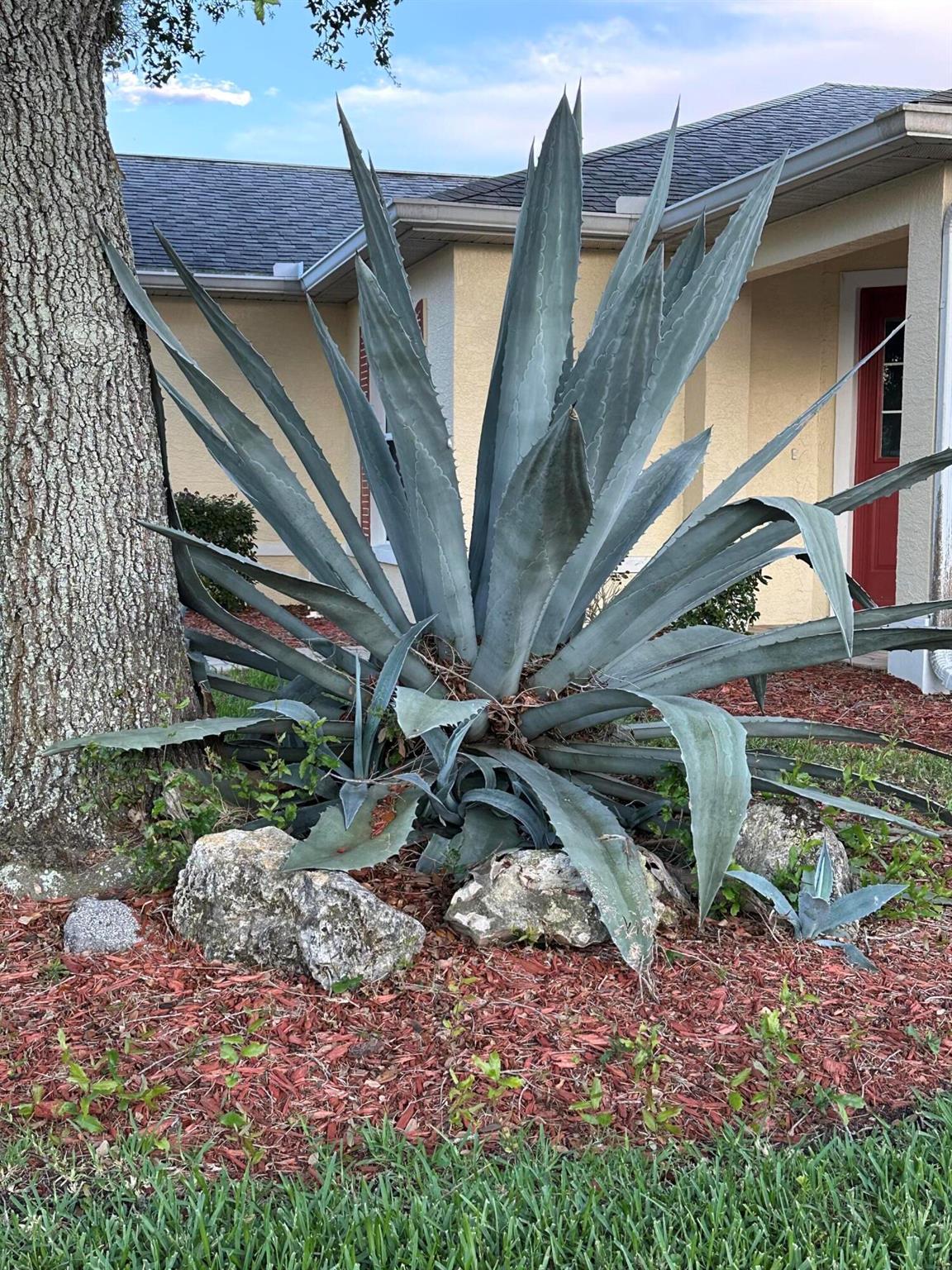 ON TOP OF THE WORLD - PHA - Residential