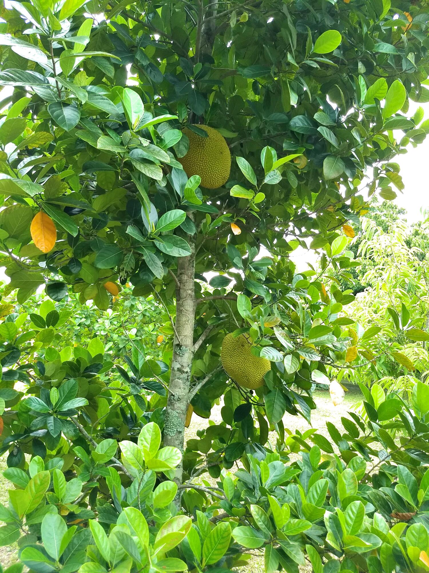 The Acreage - Residential