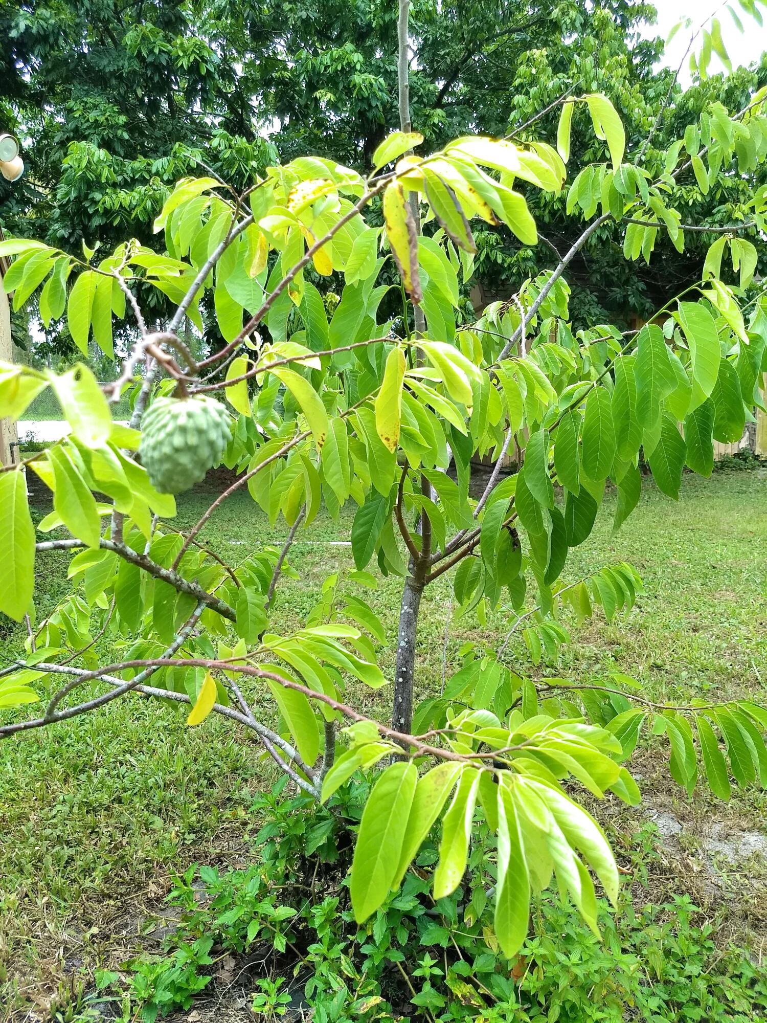 The Acreage - Residential