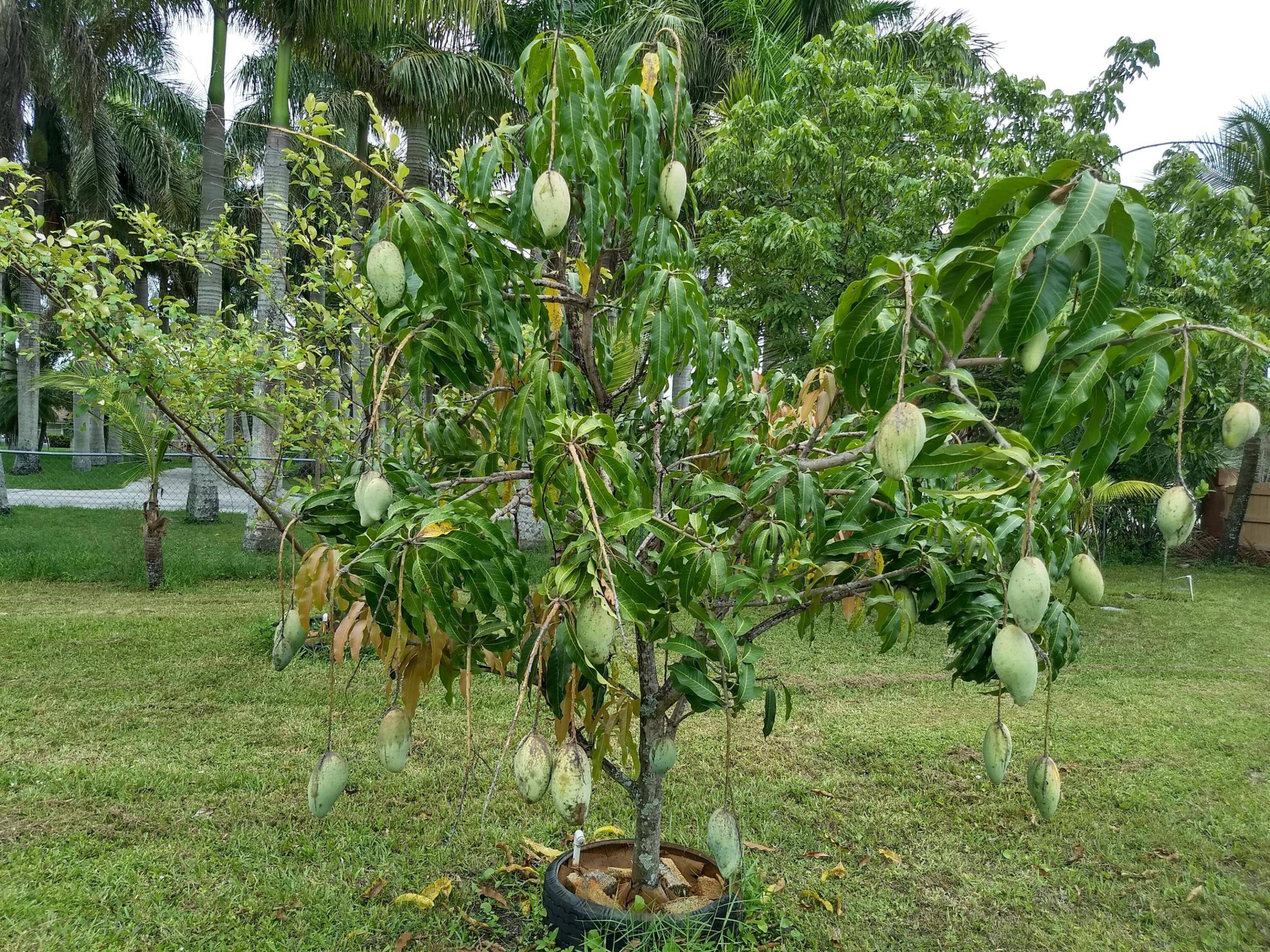 The Acreage - Residential