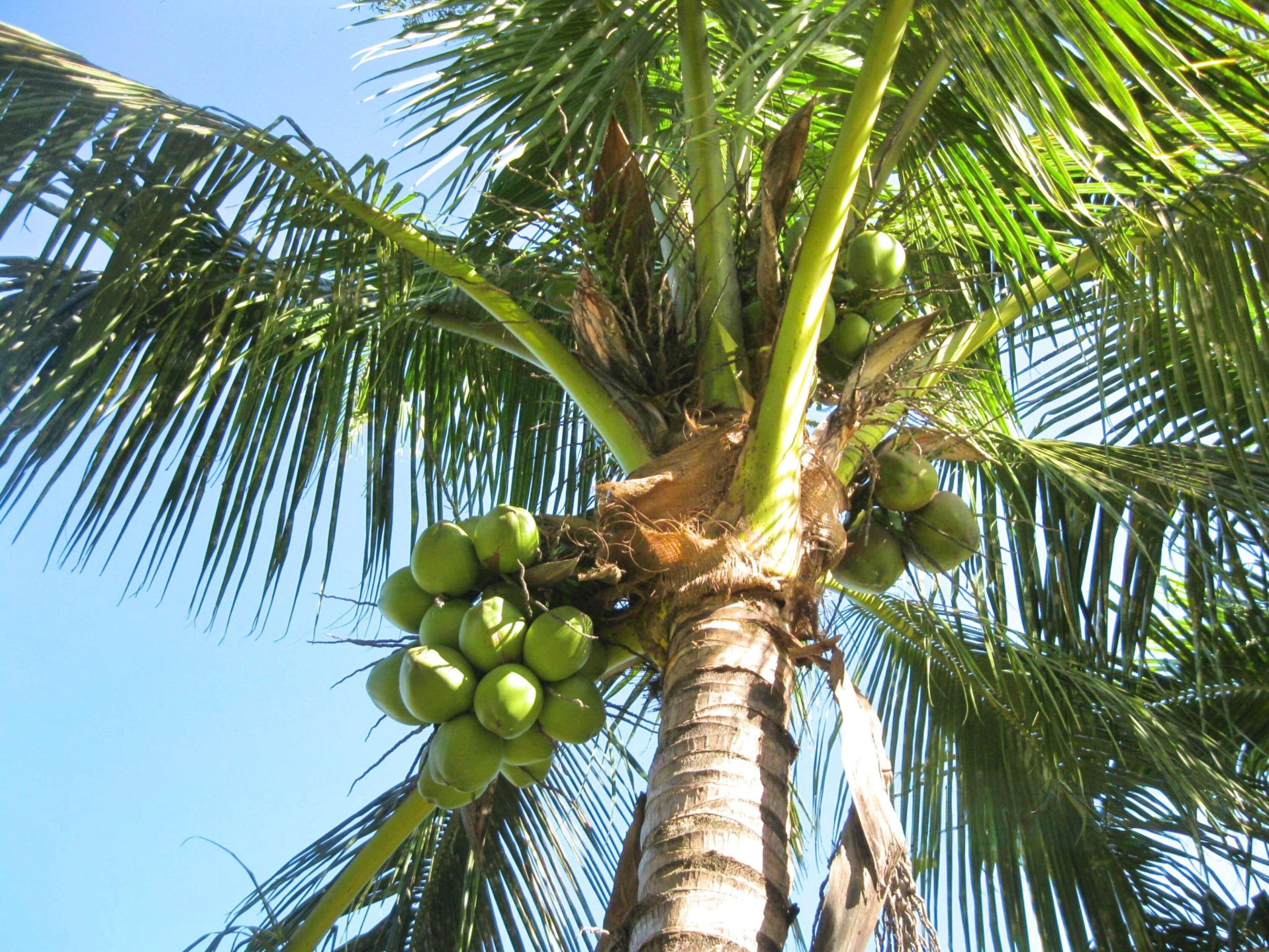 The Acreage - Residential