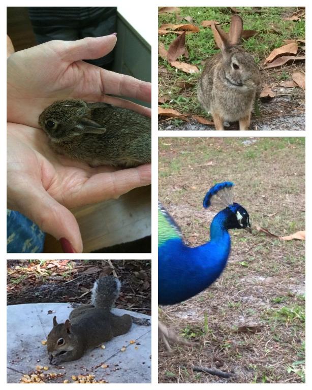 RUSTIC HILLS PHASE III - Residential