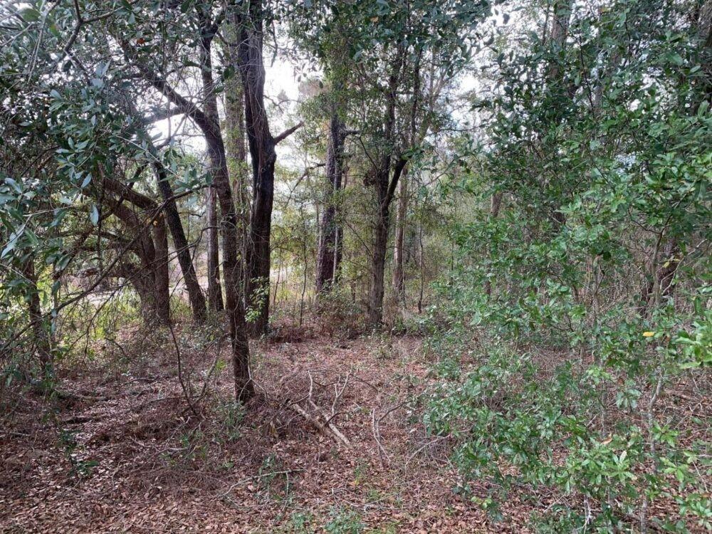 Owner Financing Available Only $2,500 down
Discover the perfect opportunity to create your dream home on this beautiful residential lot in Ocala, Florida. Nestled in a peaceful and desirable area, this property offers the ideal combination of tranquility and convenience. The adjacent lot is also available for sale.