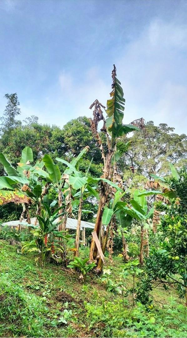 Hidden retreat - Residential