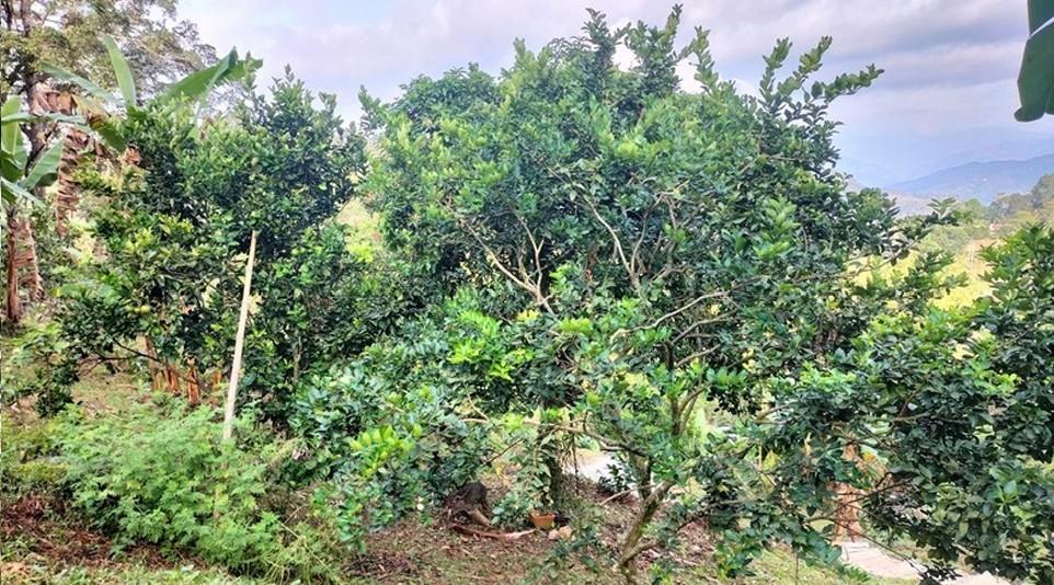 Hidden retreat - Residential