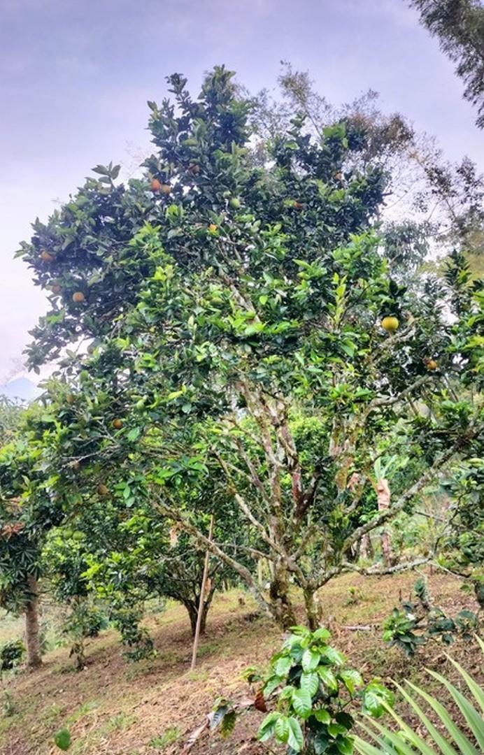 Hidden retreat - Residential