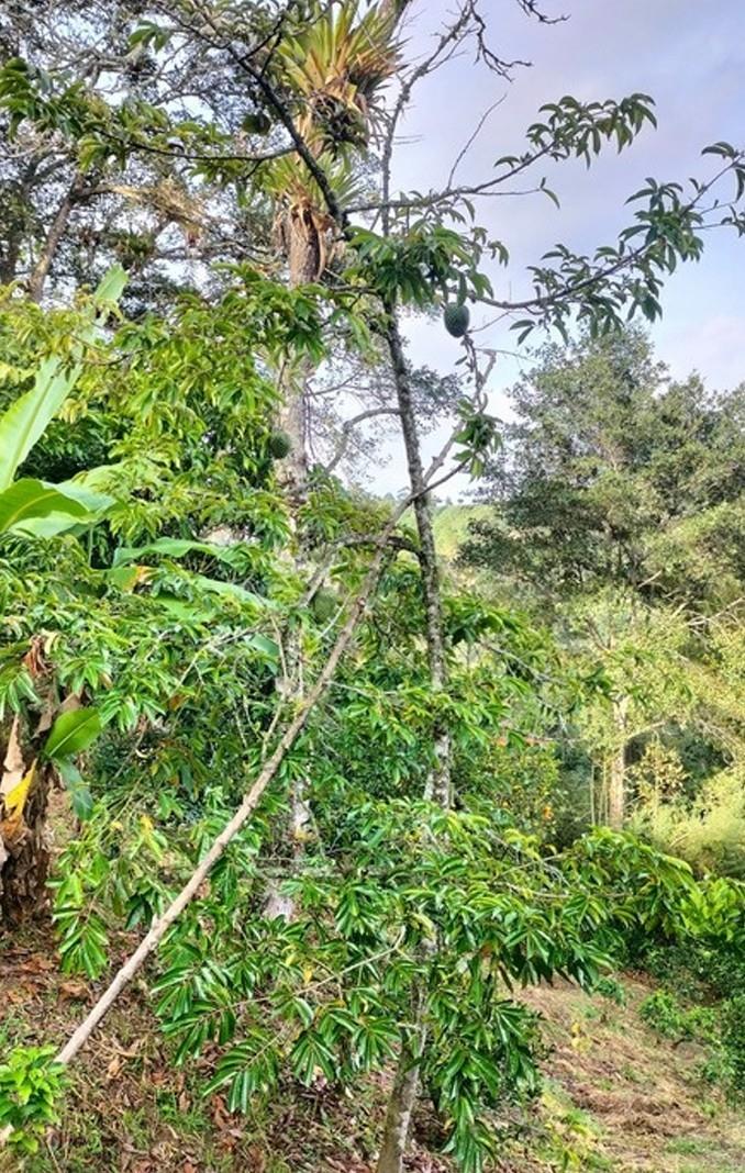 Hidden retreat - Residential