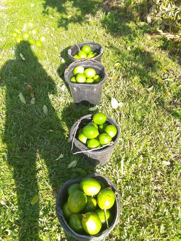 THE ACREAGE - Residential