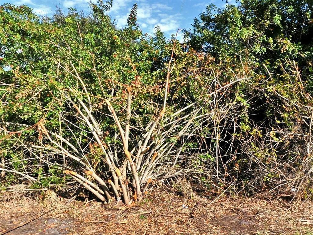 Photo of 549 SW Feldman Avenue, Port Saint Lucie, FL 34953 (MLS # R10708841)