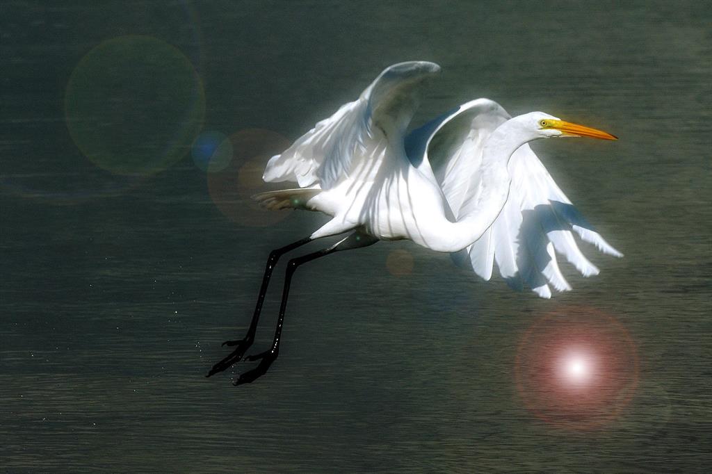 Pennock Place - Residential