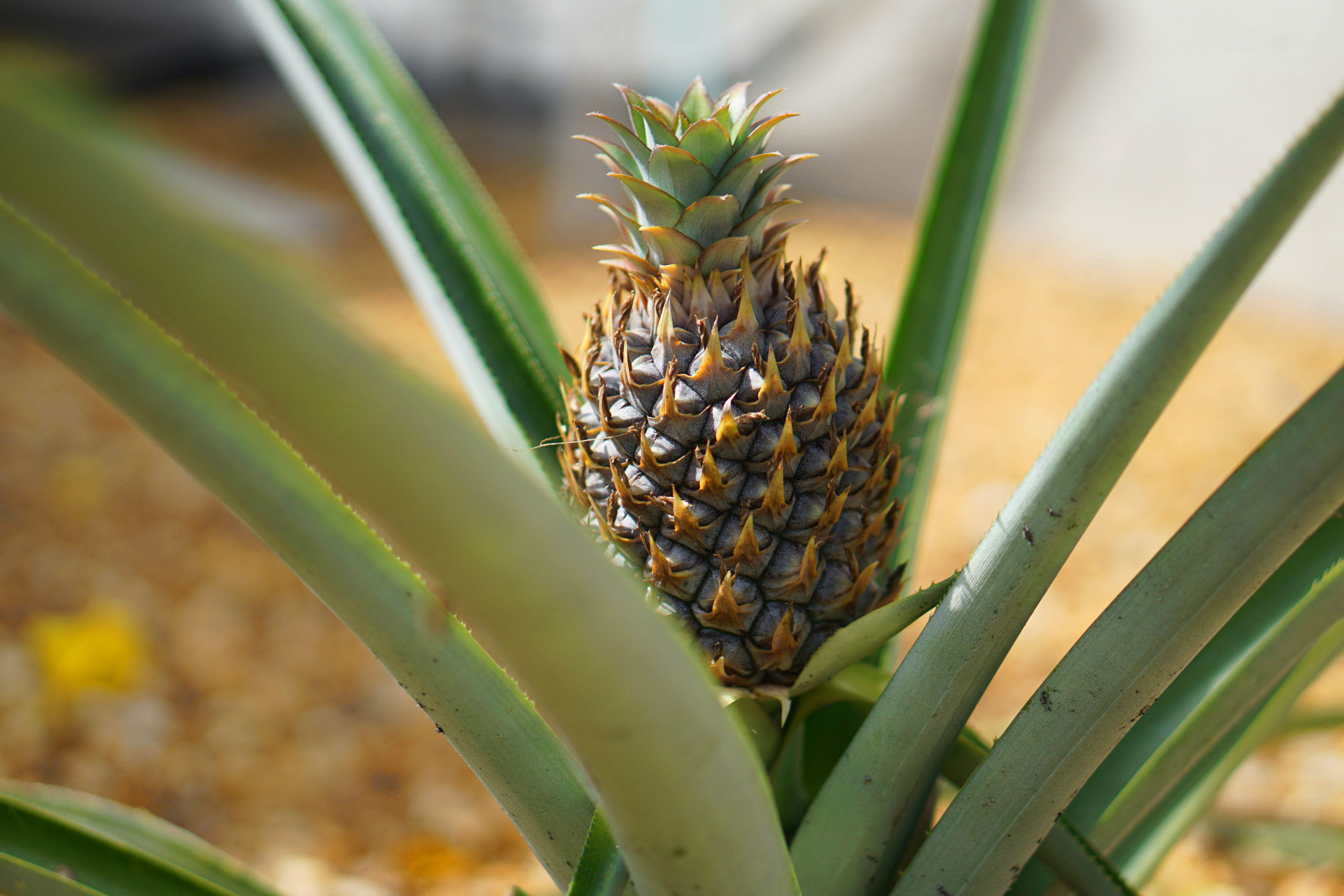 Hidden Lakes At Northtree - Residential