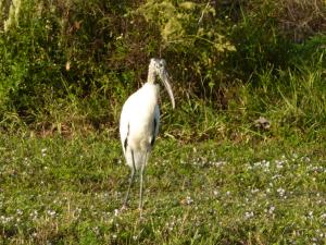 MAIDSTONE 1 OF PALM BEACH - Residential