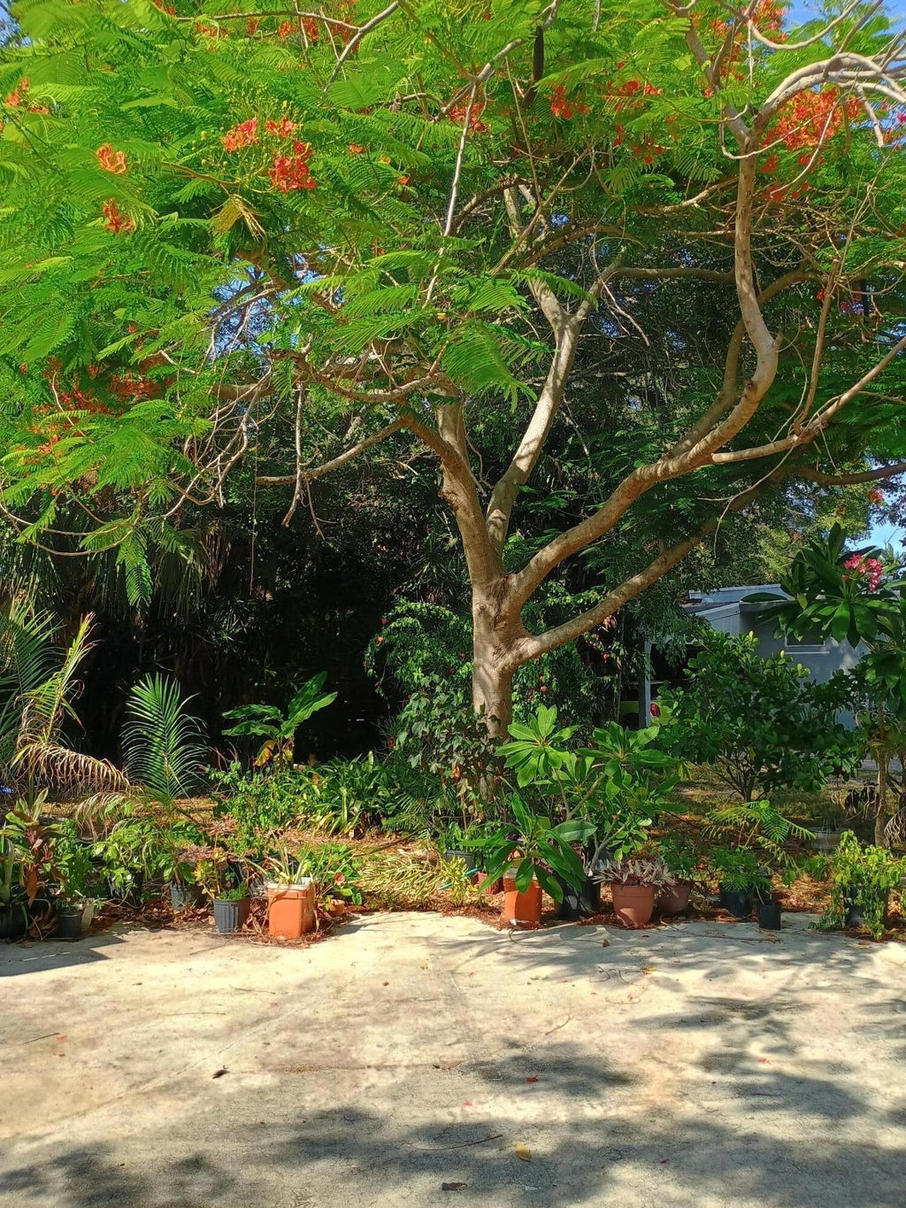 Photo of 831 N Forest Hill Boulevard, West Palm Beach, FL 33405 (MLS # B26044453)