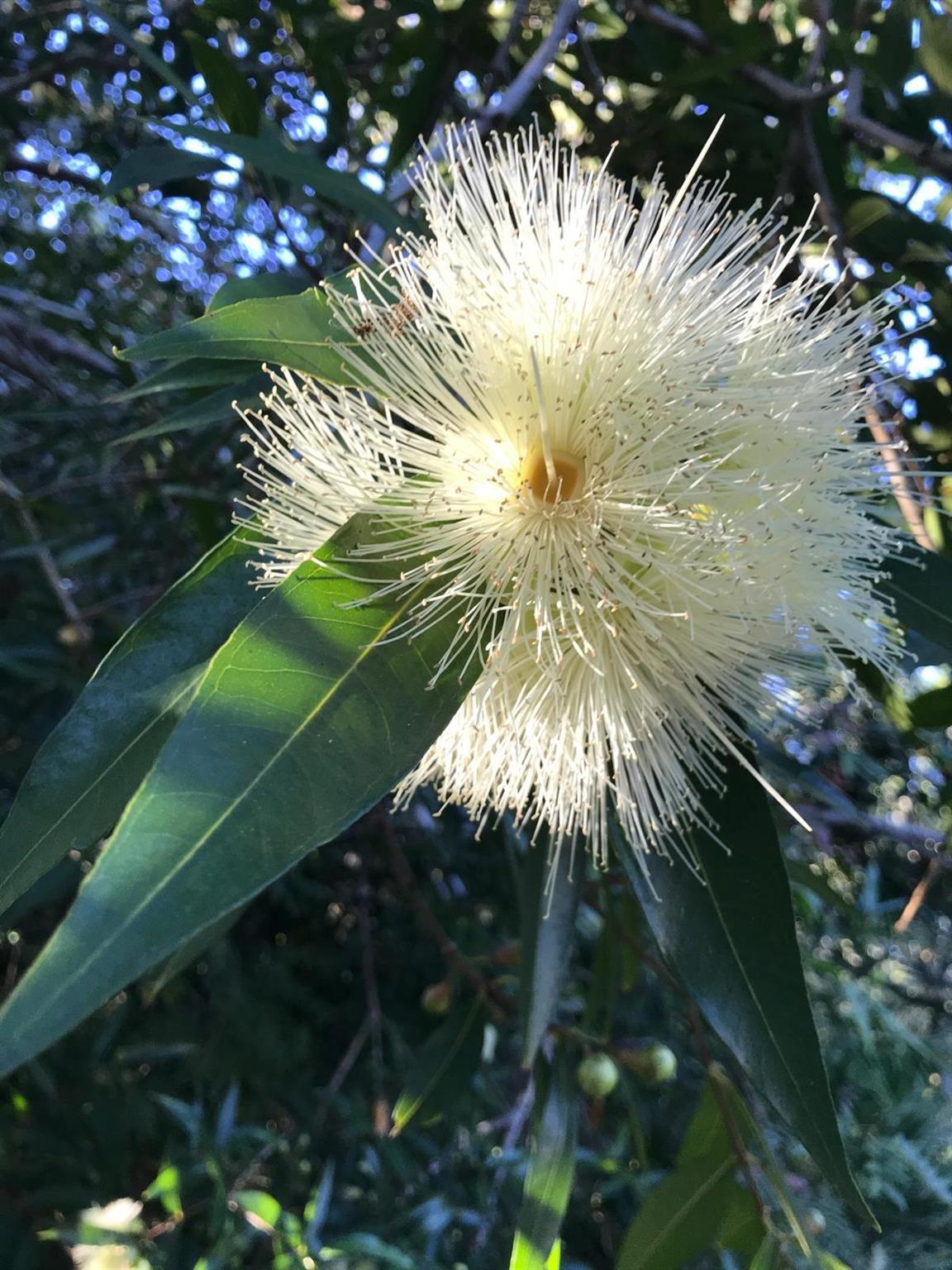 PORT SEWALL (AKA SEWALL'S - Residential