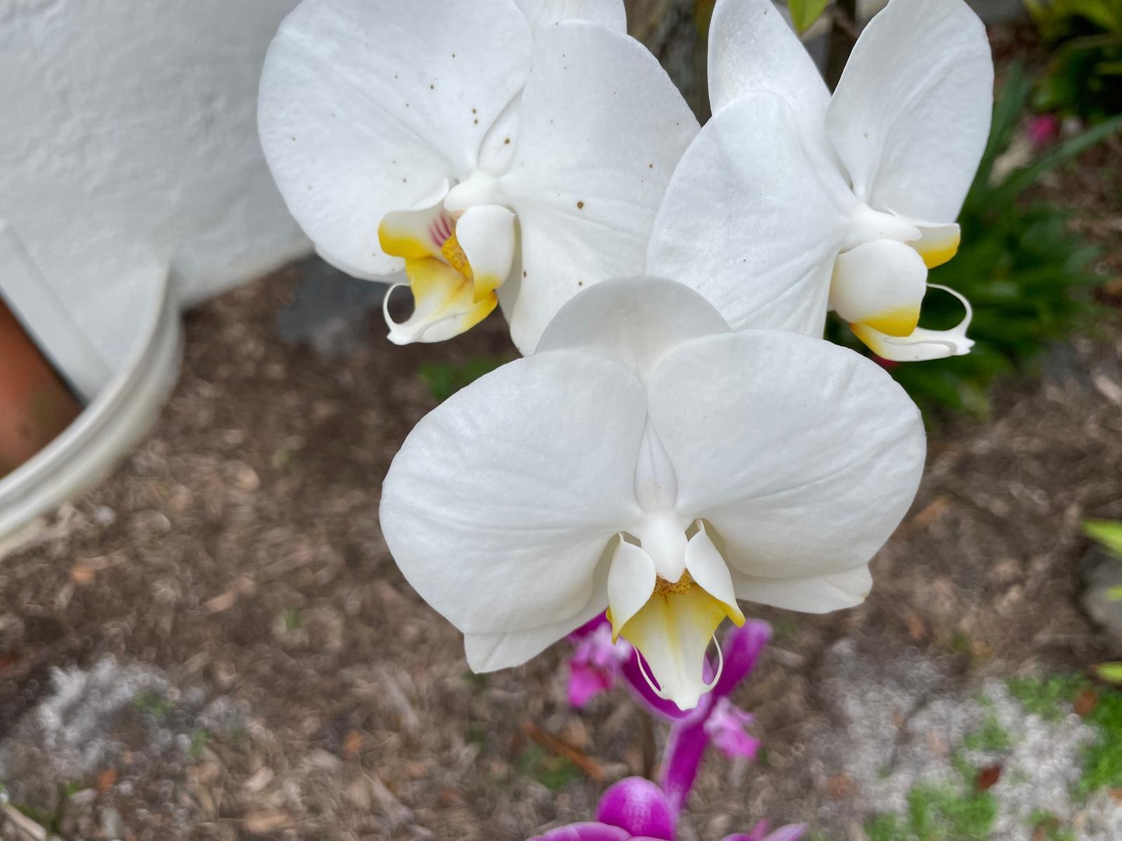 PORT SEWALL (AKA SEWALL'S - Residential