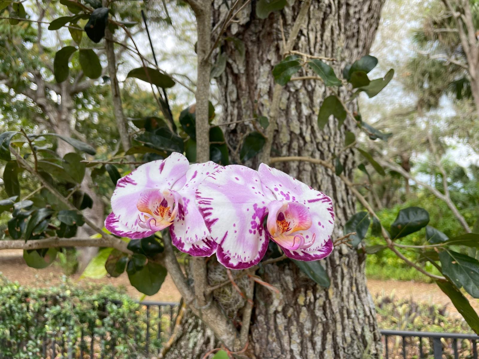 PORT SEWALL (AKA SEWALL'S - Residential