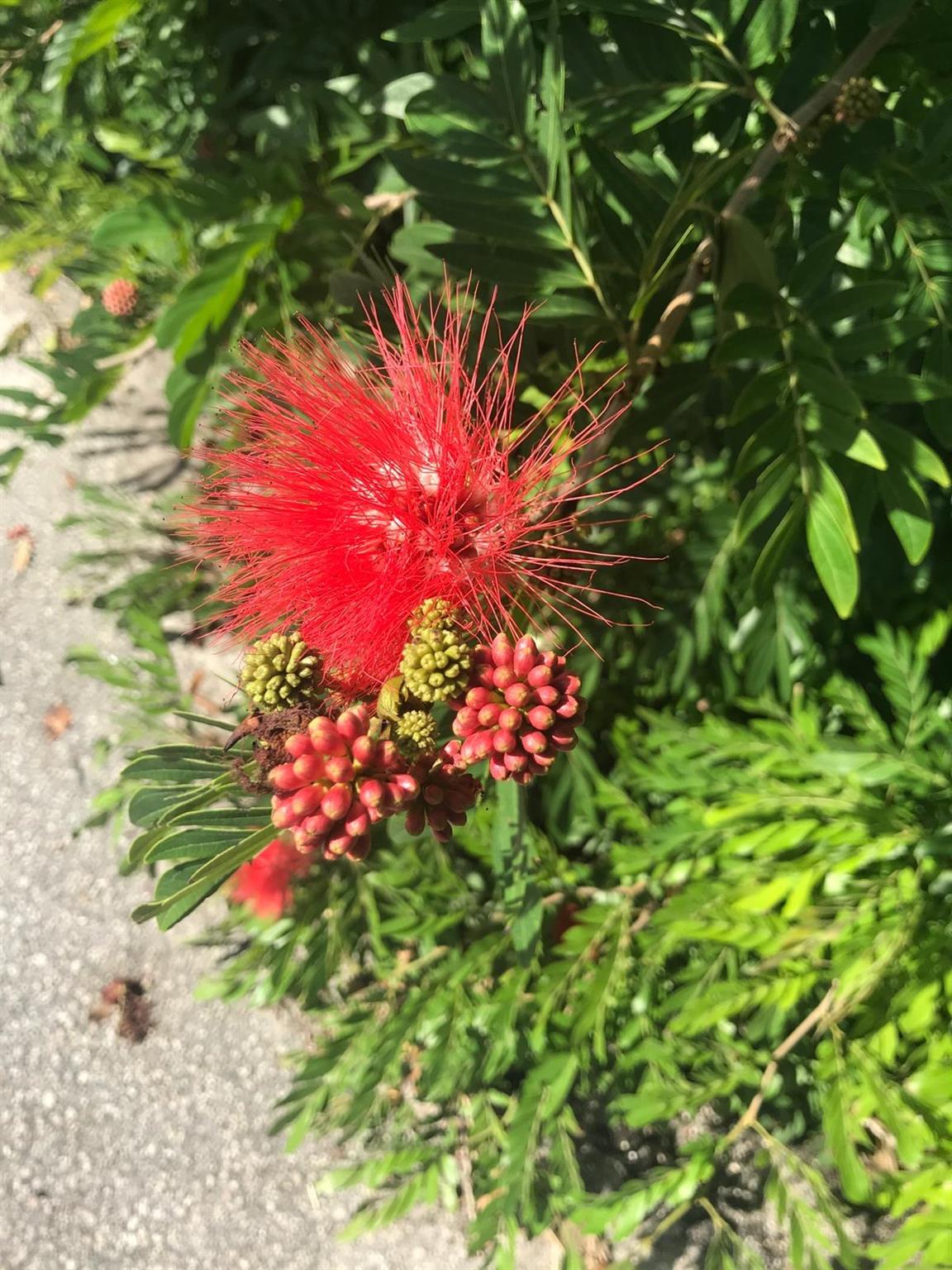 PORT SEWALL (AKA SEWALL'S - Residential