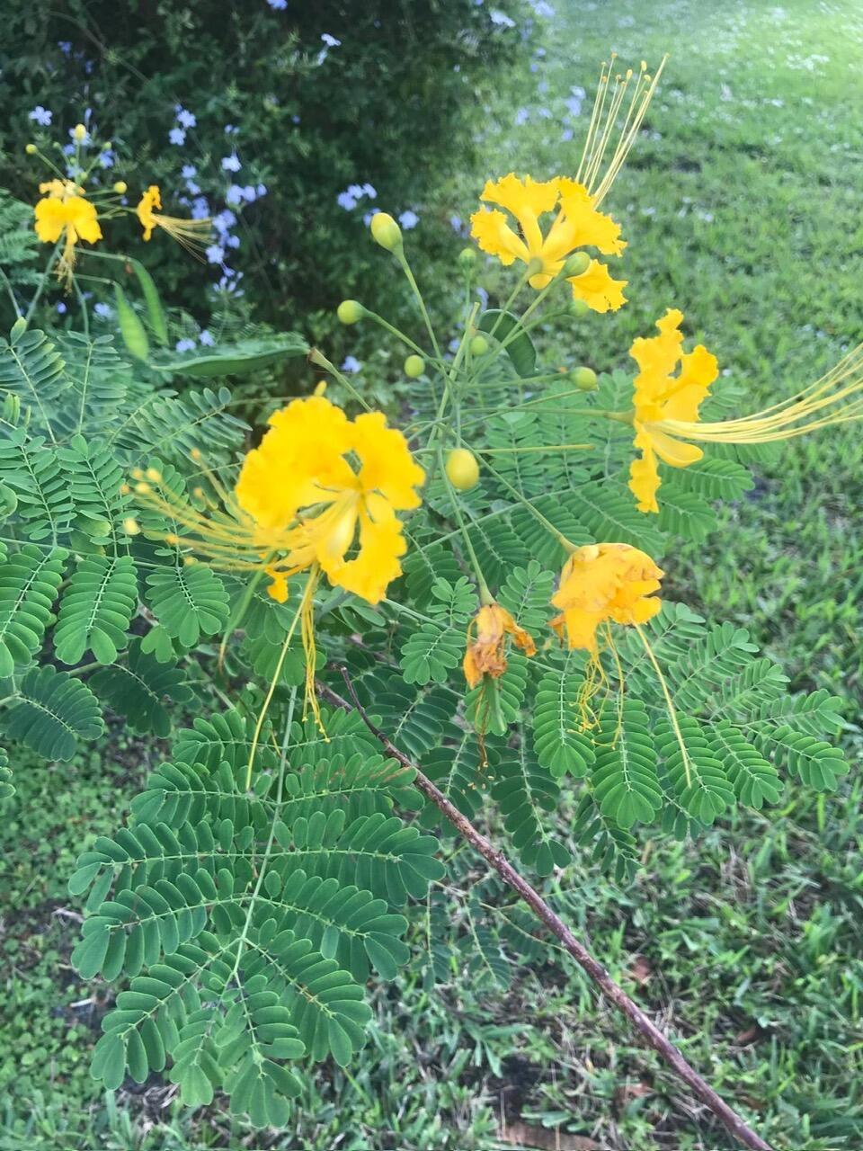 PORT SEWALL (AKA SEWALL'S - Residential