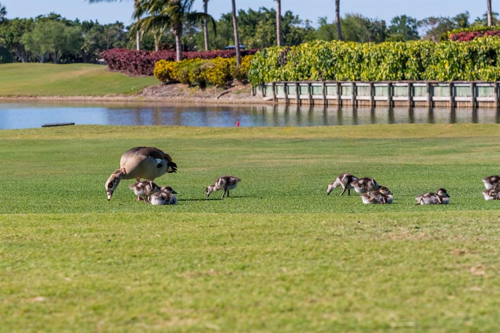BallenIsles - St Thomas - Residential