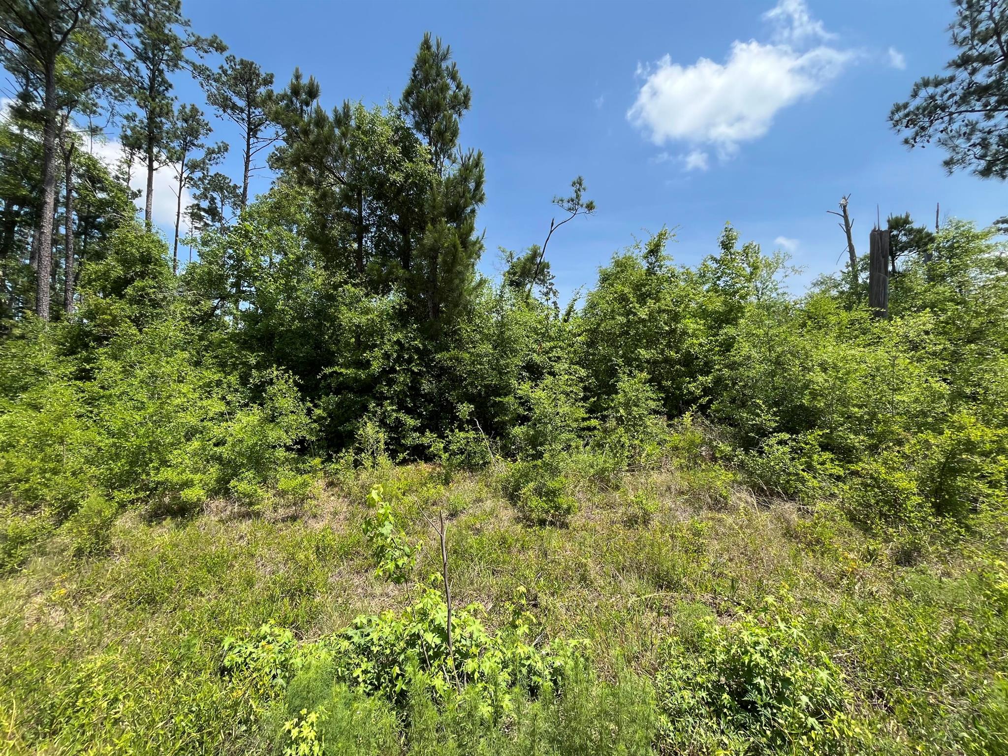 Owner Financing Available. Don't miss out on this wooded 1.05- acre residential lot in Compass Lake in the Hills just outside of Marianna, FL. This lot would be the perfect site for your dream home. It is close to beautiful Compass Lake which is a haven for boating, skiing, fishing, and swimming. Compass Lake in the Hills also has a club house with restaurant, tennis courts, swimming pool, picnic areas, business center, etc. This lot is located in close proximity to Hwy 231 and is about 45 to Panama City and about an hour to the Gulf Coast and its beautiful beaches! This is great opportunity to invest in the growing panhandle of Northwest Florida. FOR DIRECTION PURPOSES 3161 CLINTON CT LOCATED DIRECTLY BEHIND THE LOT