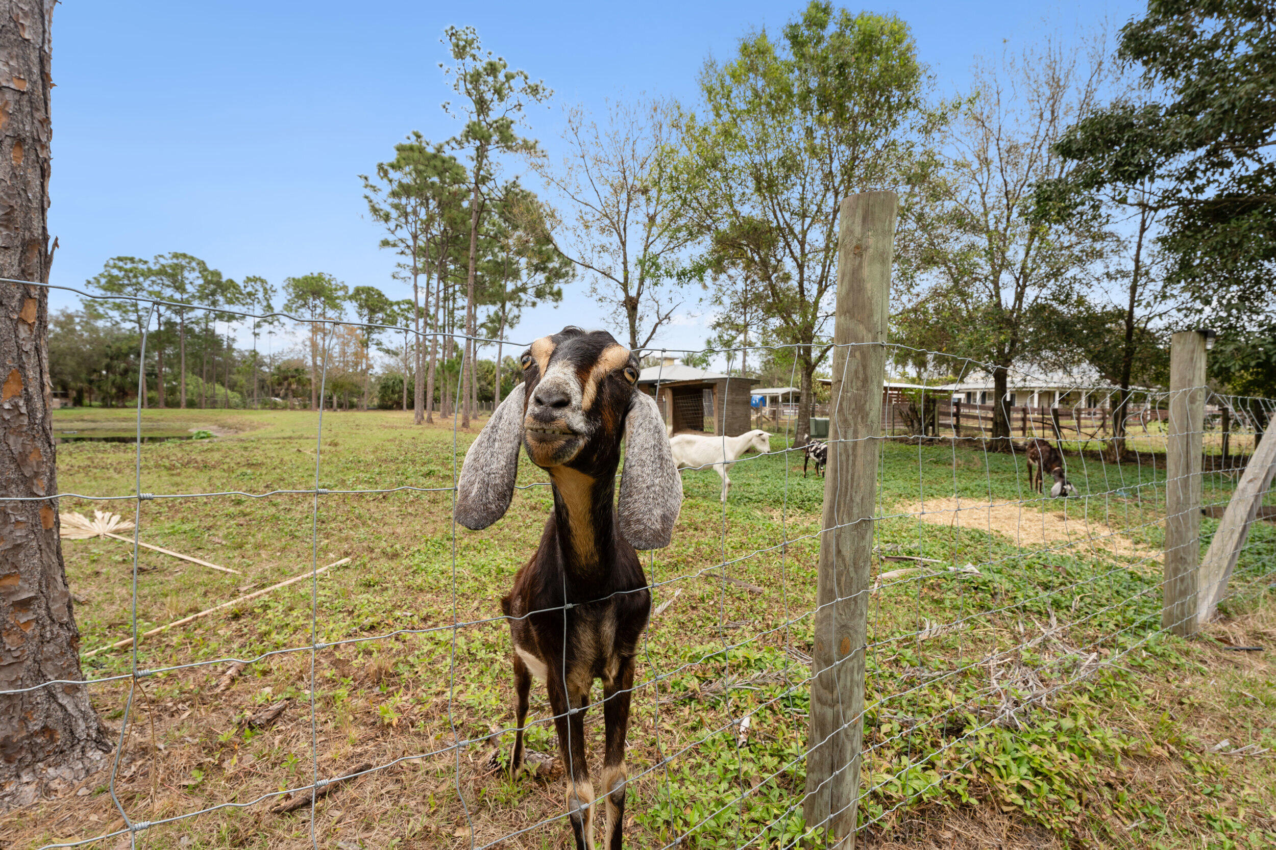 Palm City Farms - Residential