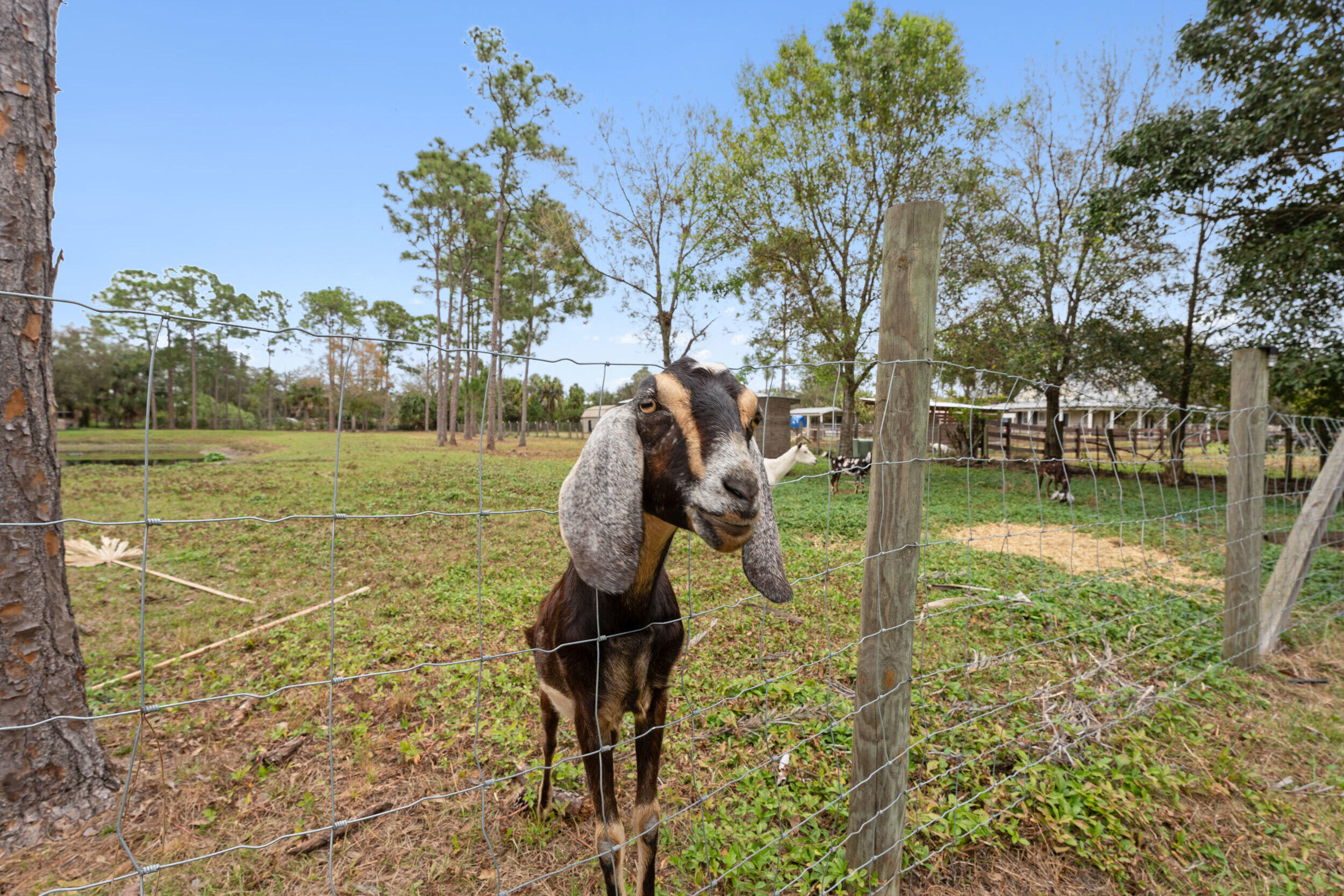 Palm City Farms - Residential
