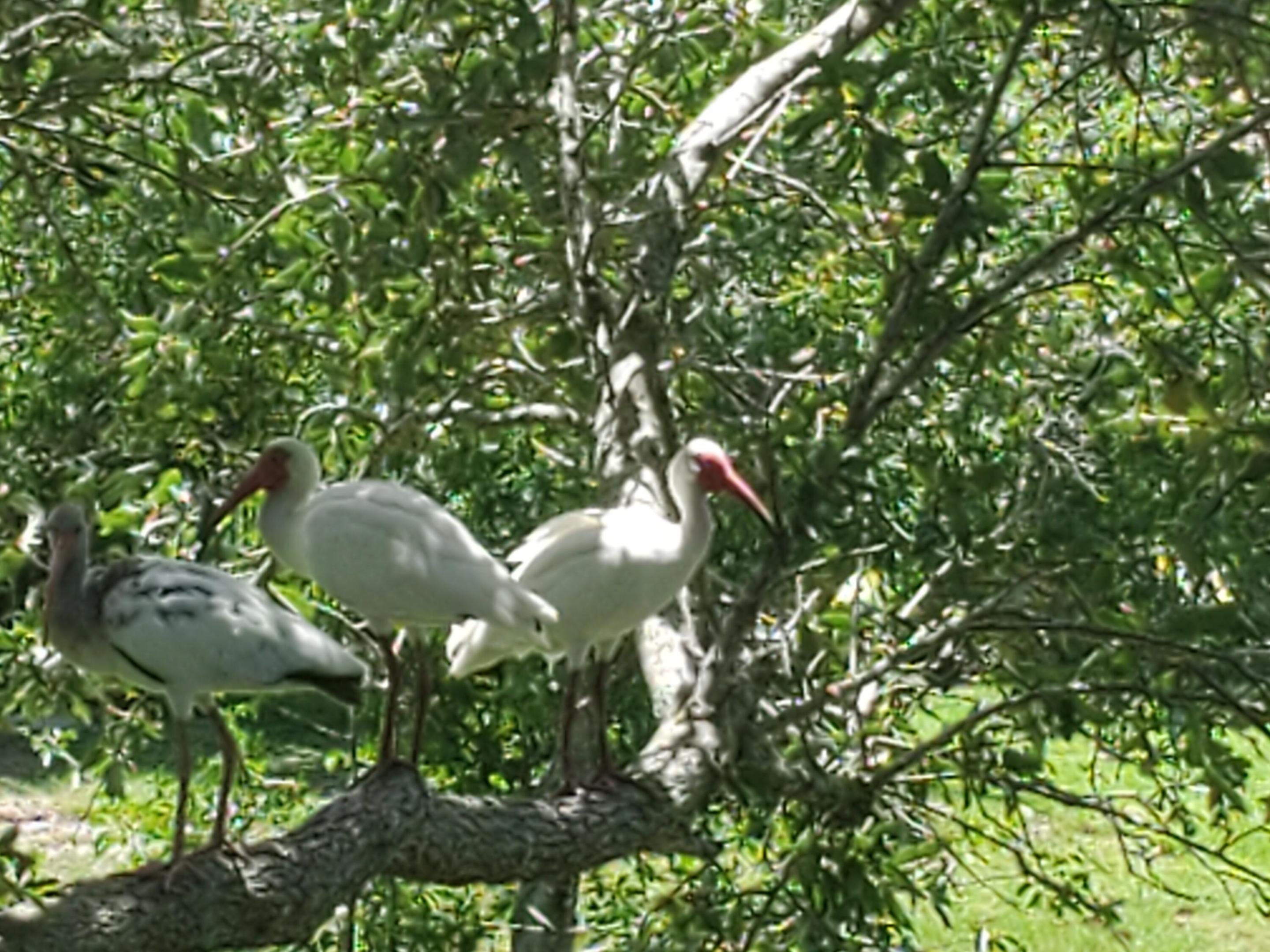 TIMBERCREEK AS - Residential