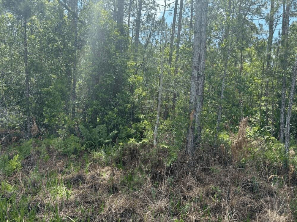 HP107 HOLOPAW - Land