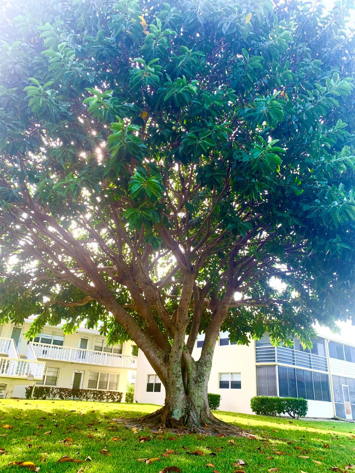 CENTURY VILLAGE - Residential Lease