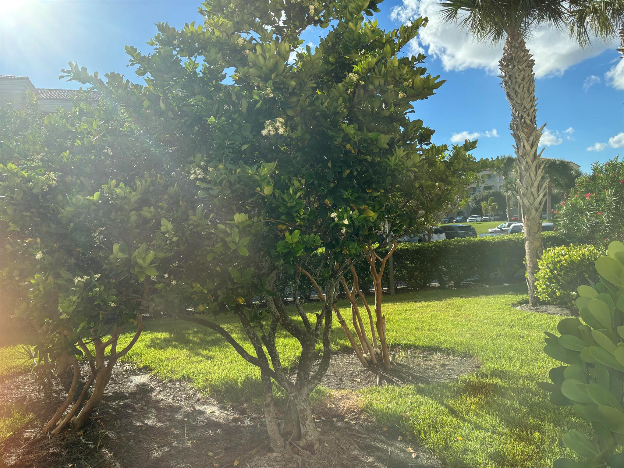 HARBOUR ISLE AT HUTCHINSO - Residential