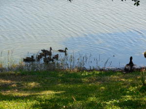 Century Village - Residential