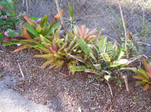 Century Village - Residential