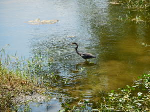 Century Village - Residential