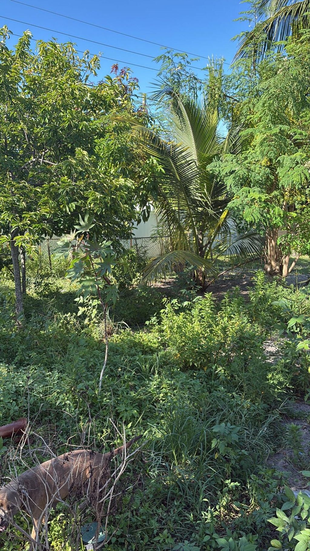 Photo of 215 Evergreen Drive, Lake Park, FL 33403 (MLS # R11121845)