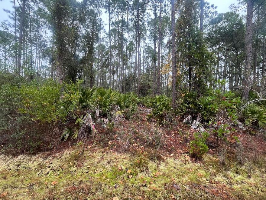 Zoned R-2 - 0.23-Acre Wooded Lot - Country Living Near Lake George! Experience country living at its best with this beautiful 0.23-acre wooded lot located in Georgetown! Build or bring your dream home and enjoy the natural beauty and recreation nearby. Just minutes from the St. Johns River Rod & Reel Club, Lake George boat ramp, and fishing pier, this location is perfect for outdoor enthusiasts. Spend your weekends boating, fishing, hiking, or swimming in the crystal-clear waters of Salt Springs and Silver Glen Springs. Zoned R-2, this parcel allows for site-built, manufactured, modular, mobile, tiny homes, and barndominiums—giving you full flexibility to create your ideal Florida retreat or investment property.