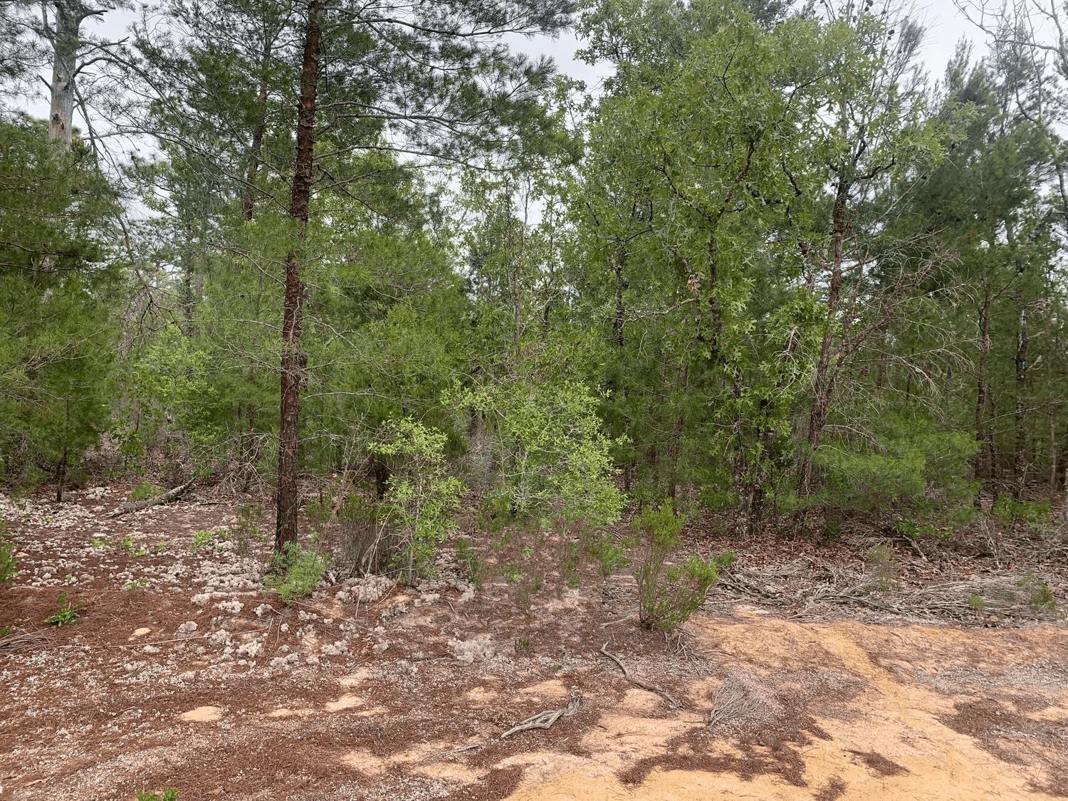 Trout Lake Estates - Land