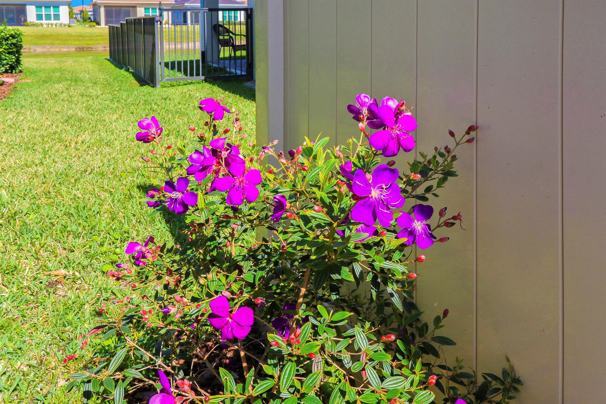 Verano - Residential