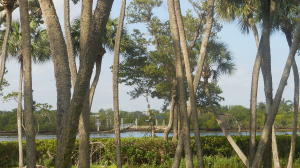 Jupiter Harbour - Residential