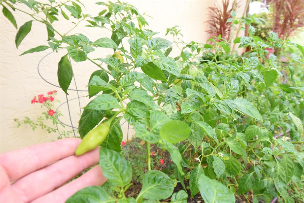 Delray Villas 03 - Residential