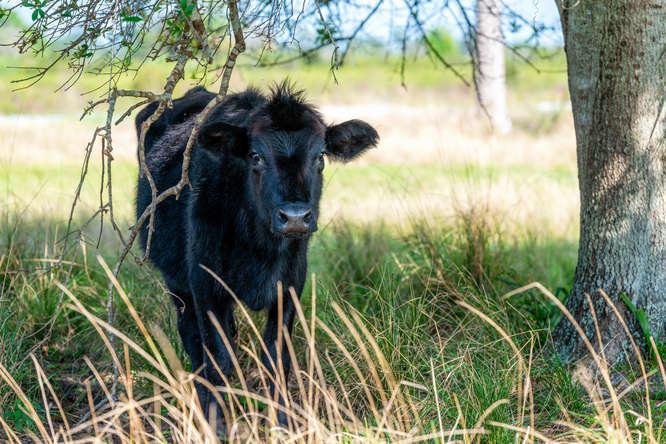 UNASSIGNED, OKEECHOBEE - Land