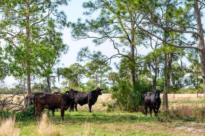 UNASSIGNED, OKEECHOBEE - Land