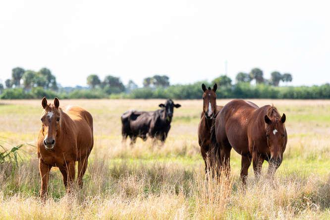 UNASSIGNED, OKEECHOBEE - Land
