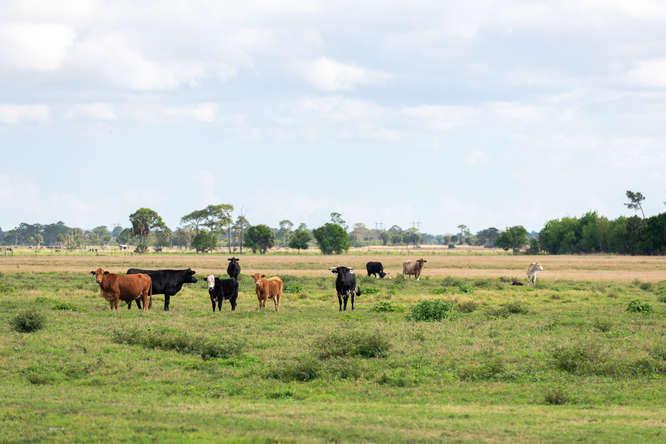 UNASSIGNED, OKEECHOBEE - Land