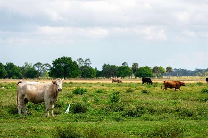 UNASSIGNED, OKEECHOBEE - Land