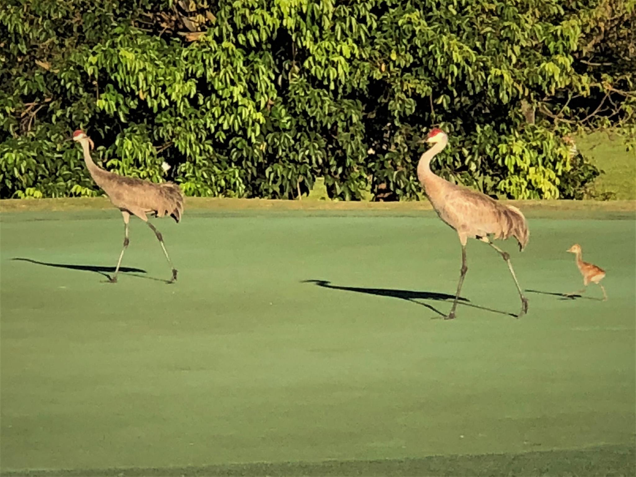 PGA CLUB COTTAGES - Residential Lease